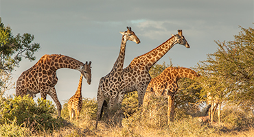 Photographic safari in Africa with big cats