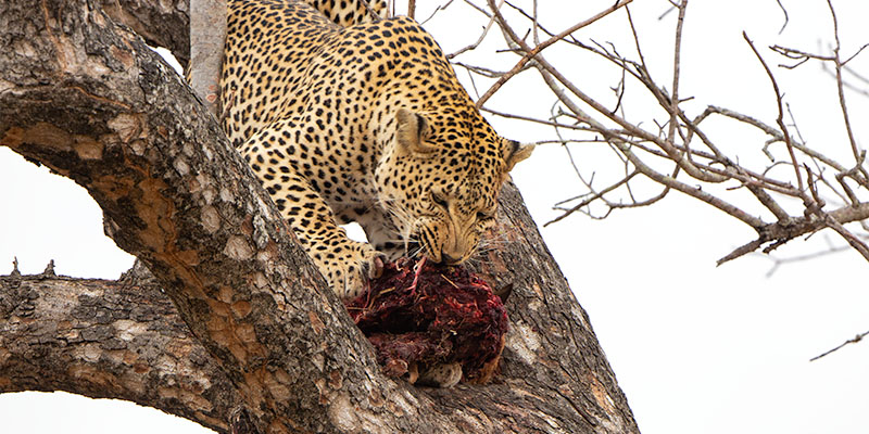 leopard in a tree on a  photo safari in South Africa