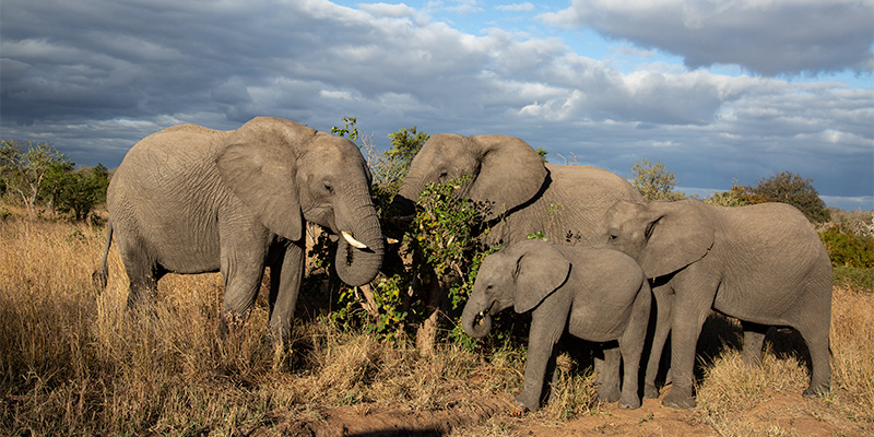 photograph an Elephant Family on a safari