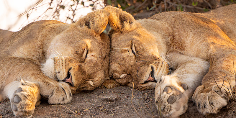 safari with lions and leopards in South Africa